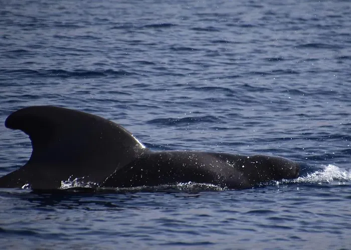 Beachfront Duplex Penthouse With Pool, Rooftop, Sea View Appartement