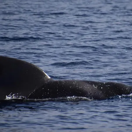 Beachfront Duplex Penthouse With Pool, Rooftop, Sea View 公寓